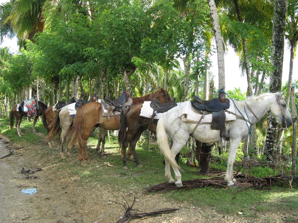 2011_08_02 dom-rep  272.jpg